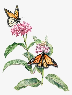 I've Been Recently Working With Phinizy Swamp Nature - Phinizy Swamp Nature Park