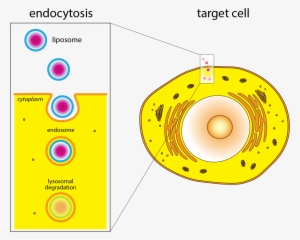 Nwo Vici Grant For Dr - Circle