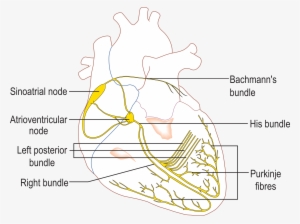 Animated Electrical Conduction System Png Animated - Conduction System Of The Heart