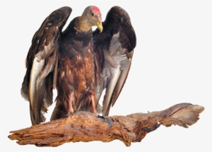 Vulture Transparent Png Hd