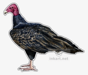 Png Transparent Library Vultures Drawing Ink - Turkey Vulture Note Cards (pk Of 10)