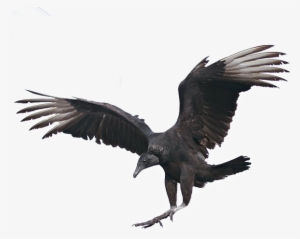 Hatchets Are Used To Cut Up The Corpse, Chopping The - Vultures Png