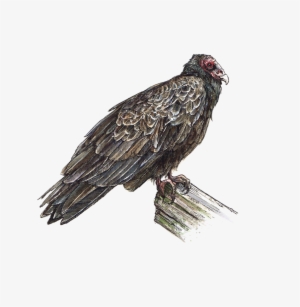 Vulture - Portable Network Graphics