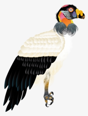 King-vulture