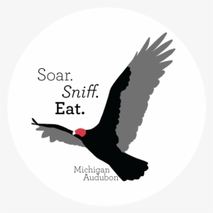 Get Ready To Soar, Sniff, And Eat Like A Vulture - Eagle