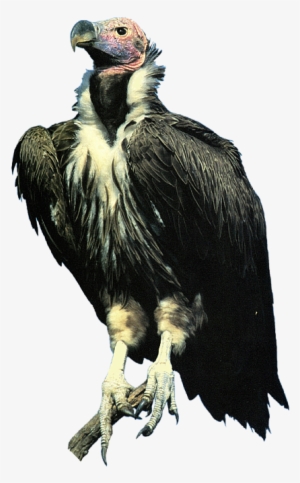 Click And Drag To Re-position The Image, If Desired - Vulture Transparent