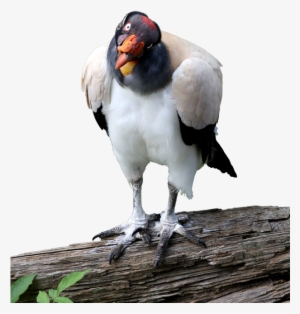 King Vulture Cutout Image - King Vulture Png