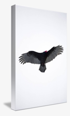 American Turkey Vulture Canvas Print - Canvas Print