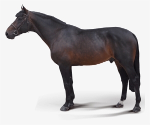 Medaglia D Oro Stallion