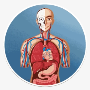 Human Anatomy - Human