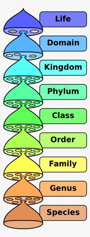 Biological Classification L Pengo Vflip - Biological Classification