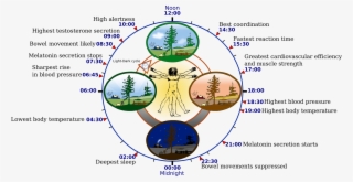 Biological Clock Human - Circadian Rhythm