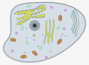 Vector Organism Cell Biology - Animal Cell Clip Art
