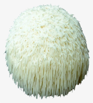 Lion's Mane Plug Spawn - Lion's Mane Mushroom