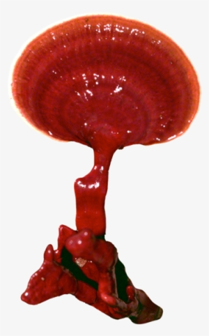 Reishi Plug Spawn - Lingzhi Mushroom