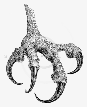 Png Transparent Images Pluspng - Bird Claw