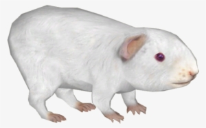 Guinea Pig 5 - Cuy Png