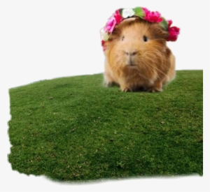 Guinea Pig