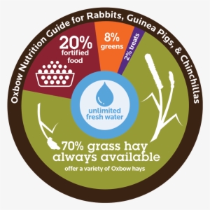 Feeding Your Guinea Pig - Complete Book Of 1980s Broadway Musicals