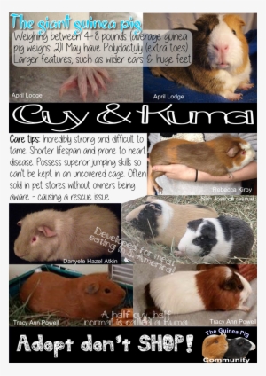 Cuys And Kumas - Guinea Pig