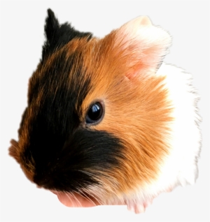 Guinea Pig With Unicorn Horn