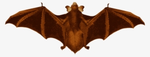 Medium Image - Bat Wings