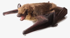 A Little Brown Bat Perched On Its Wings - Perched Bat