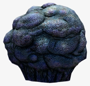 Lost River Cave Coral Fauna - Cave