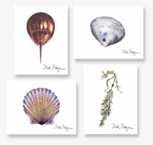 Beachcomber Boxed Assortment - Cape Cod