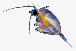 Chapter - Beetle