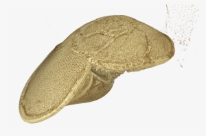 Plankton Shell - Insect