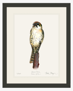 Name Bl V=1524851137 - American Kestrel