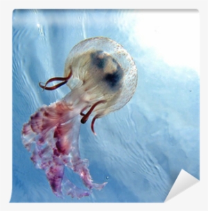 Lucedistrega Catostylus Tagi - Earrings With Nucleated