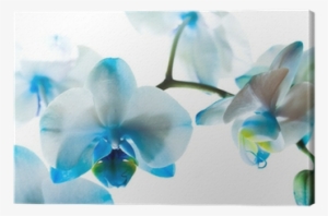 Bible Verses With White Flowers