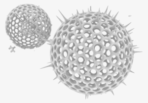 Plankton 1user2017 07 05t11 - Sea