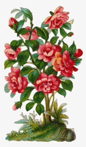 Bush Cliparts - Rose Bush Clipart