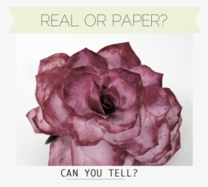 This - Flower