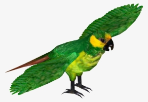 Yellow-eared Parrot - Yellow Eared Parrot