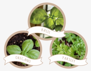 Tri-herb Seed Paper Blend - Basil