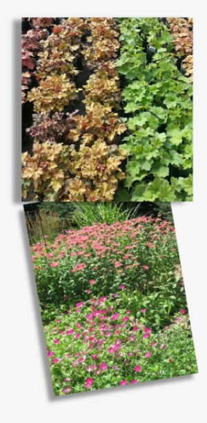 At The Height Of The Season, You Will Find About 400 - Yard