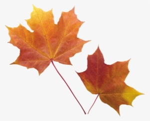 Fall Leaves Transparent Background