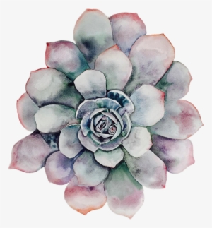 Main Succulent