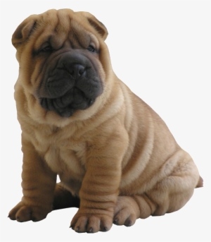 Puppy Starter Pack - Chow Chow Cross Shar Pei