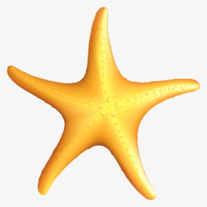 Transparent Starfish Png Gallery Yopriceville View - Starfish Clipart