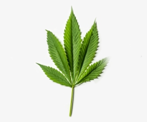 Pure Cbd From Organic American Grown Hemp - Houseplant