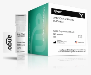 Products/aa30893 71596632 8965 4ce5 A078 Cbaa2f5733f7 - Antibody