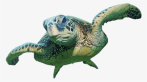 Sea Turtle Front View - Sea Turtle On Transparent Background