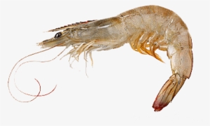 Grey Shrimp - White Shrimp From Gulf Of Mexico