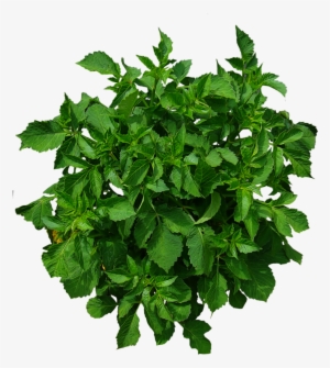 Free Shrub Png Plan View - Plants Plan View Png