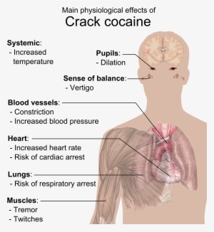 Physiological Effects Of Crack Cocaine - Effects Of Crack Cocaine
